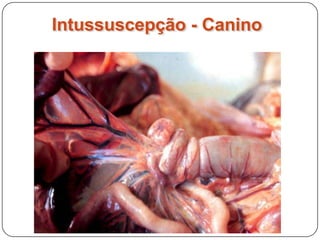 Intussuscepção - Canino