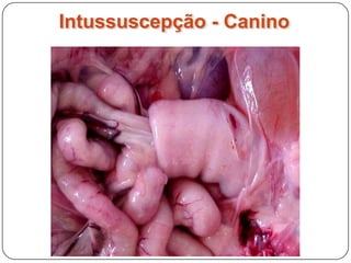 Intussuscepção - Canino