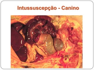 Intussuscepção - Equino