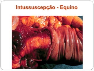 Obstruções intestinaisCorpos estranhosEnterólitos / coprólitosImpactaçãoIntussuscepção
