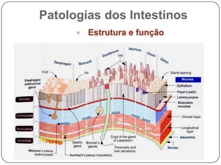 Patologias dos IntestinosEstrutura e função