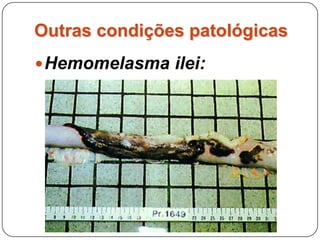 Outras condições patológicasHemomelasma ilei:Lesão única do eqüino,São placas escuras a rosadas que variam de tamanho de milímetros a centímetros e ocorre geralmente no íleo mas pode aparecer em qualquer outra parte do intestino.
