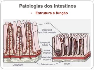 Patologias dos IntestinosEstrutura e função