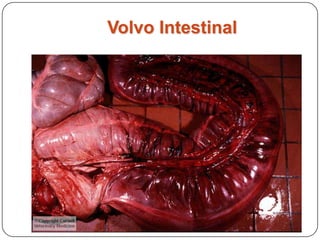 Volvo de intestino delgadoEquino