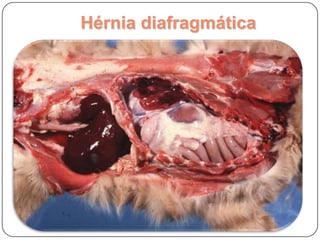Hérnia diafragmáticaHérnia diafragmática com a quase totalidade do intestino na cavidade torácica e dilatação gástrica 