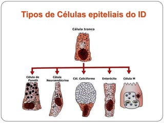 Tipos de Células epiteliais do ID