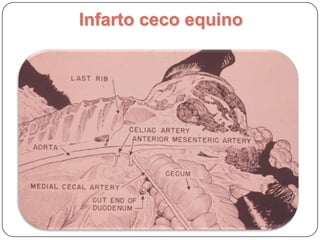 Infarto ceco eqüino