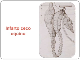 Infarto ceco equino