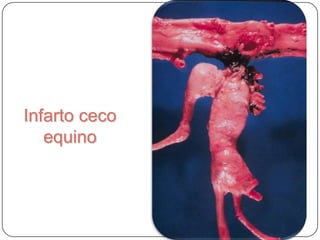 Infarto ceco equino