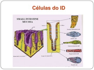 Células do ID