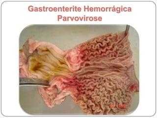 Parvovirose