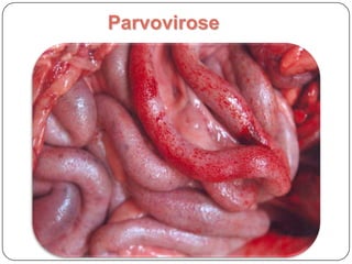 Gastroenterite Hemorrágica  Parvovirose