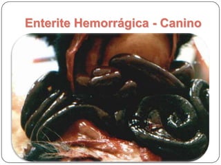 Enterite Hemorrágica – Suíno – Clostridiumspp.
