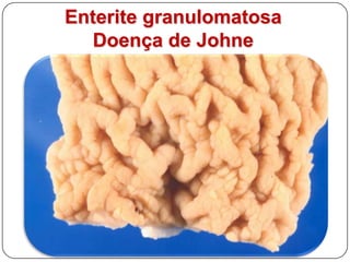 Enterite granulomatosaDoença de Johne