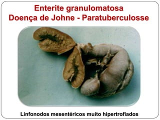 Enterite granulomatosaRhodococcus equi