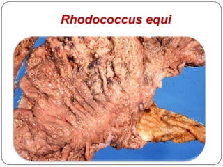 Campylobacter (Lawsonia)Enterites segmentares