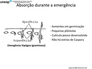 Absorção durante a emergência
www.dc300.4shared.com
- Sementes em germinação
- Pequenas plântulas
- Cutícula pouco desenvolvida
- Não há estrias de Caspary
Emergência hipógea (gramíneas)
 