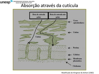 Absorção através da cutícula
Modificado de Klingman & Ashton (1982)
 