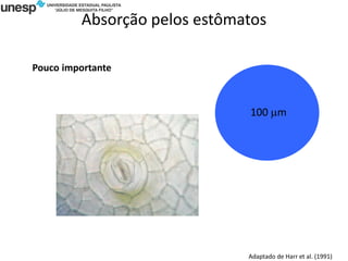 Absorção pelos estômatos
Adaptado de Harr et al. (1991)
100 mm
Pouco importante
 
