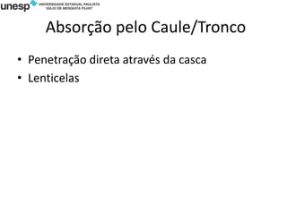 Absorção pelo Caule/Tronco
• Penetração direta através da casca
• Lenticelas
 