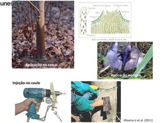 Oliveira Jr et al. (2011)
Aplicação na casca
Injeção no caule
Aplicação no toco
 