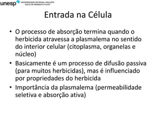 Entrada na Célula
• O processo de absorção termina quando o
herbicida atravessa a plasmalema no sentido
do interior celular (citoplasma, organelas e
núcleo)
• Basicamente é um processo de difusão passiva
(para muitos herbicidas), mas é influenciado
por propriedades do herbicida
• Importância da plasmalema (permeabilidade
seletiva e absorção ativa)
 