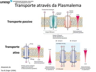 Transporte através da Plasmalema
Adaptado de
Taiz & Zeiger (2006)
Transporte passivo
Transporte
ativo
 