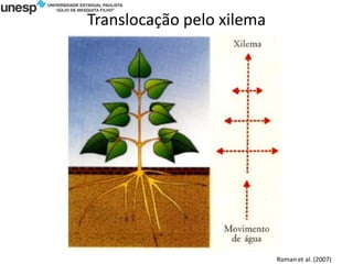 Translocação pelo xilema
Roman et al. (2007)
 