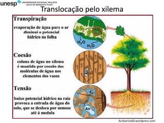 Translocação pelo xilema
Accbarros60.wordpress.com
 