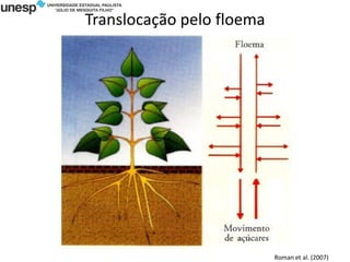 Translocação pelo floema
Roman et al. (2007)
 