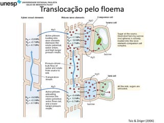 Translocação pelo floema
Taiz & Zeiger (2006)
 