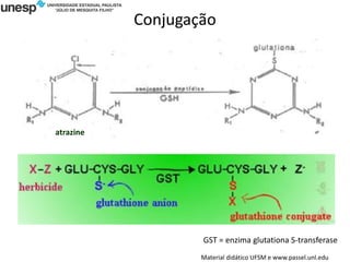 Conjugação
Material didático UFSM e www.passel.unl.edu
atrazine
GST = enzima glutationa S-transferase
 