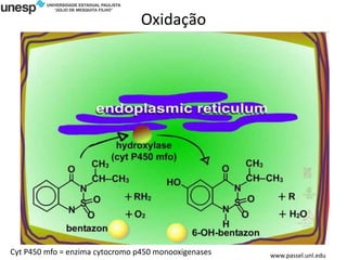 Oxidação
www.passel.unl.edu
Cyt P450 mfo = enzima cytocromo p450 monooxigenases
 