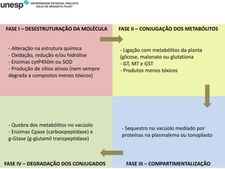 Fases da Detoxificação
FASE I – DESESTRUTURAÇÃO DA MOLÉCULA FASE II – CONJUGAÇÃO DOS METABÓLITOS
FASE III – COMPARTIMENTALIZAÇÃO
FASE IV – DEGRADAÇÃO DOS CONJUGADOS
- Alteração na estrutura química
- Oxidação, redução e/ou hidrólise
- Enzimas cytP450m ou SOD
- Produção de sítios ativos (nem sempre
degrada a compostos menos tóxicos)
- Ligação com metabólitos da planta
(glicose, malonato ou glutationa
- GT, MT e GST
- Produtos menos tóxicos
- Sequestro no vacúolo mediado por
proteínas na plasmalema ou tonoplasto
- Quebra dos metabólitos no vacúolo
- Enzimas Cpase (carboxipeptidase) e
g-Gtase (g-glutamil transpeptidase)
 