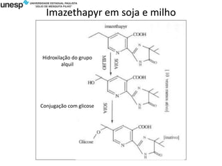 Imazethapyr em soja e milho
Material didático UFSM
Hidroxilação do grupo
alquil
Conjugação com glicose
 