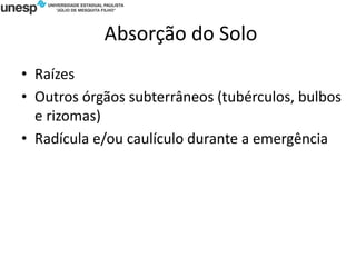 Absorção do Solo
• Raízes
• Outros órgãos subterrâneos (tubérculos, bulbos
e rizomas)
• Radícula e/ou caulículo durante a emergência
 