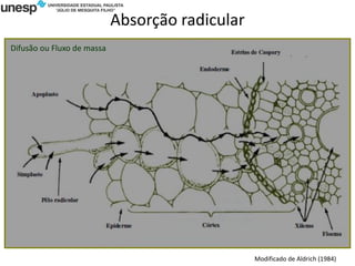 Absorção radicular
Difusão ou Fluxo de massa
Modificado de Aldrich (1984)
 