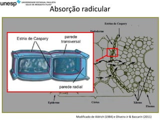 Absorção radicular
Modificado de Aldrich (1984) e Oliveira Jr & Baccarin (2011)
 