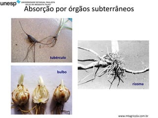 Absorção por órgãos subterrâneos
www.mtagricola.com.br
tubérculo
rizoma
bulbo
 
