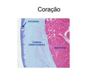 Coração
 