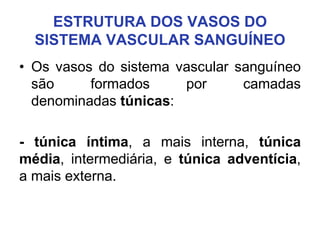 ESTRUTURA DOS VASOS DO
SISTEMA VASCULAR SANGUÍNEO
• Os vasos do sistema vascular sanguíneo
são formados por camadas
denominadas túnicas:
- túnica íntima, a mais interna, túnica
média, intermediária, e túnica adventícia,
a mais externa.
 