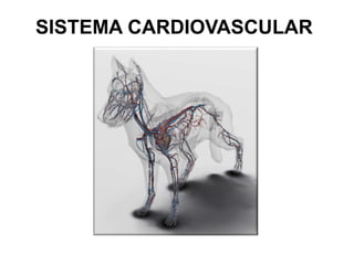 SISTEMA CARDIOVASCULAR
 