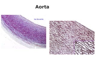 Aorta
 