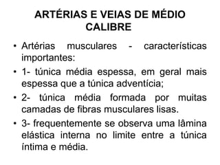ARTÉRIAS E VEIAS DE MÉDIO
CALIBRE
• Artérias musculares - características
importantes:
• 1- túnica média espessa, em geral mais
espessa que a túnica adventícia;
• 2- túnica média formada por muitas
camadas de fibras musculares lisas.
• 3- frequentemente se observa uma lâmina
elástica interna no limite entre a túnica
íntima e média.
 