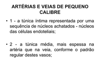 ARTÉRIAS E VEIAS DE PEQUENO
CALIBRE
• 1 - a túnica íntima representada por uma
sequência de núcleos achatados - núcleos
das células endoteliais;
• 2 - a túnica média, mais espessa na
artéria que na veia, conforme o padrão
regular destes vasos;
 