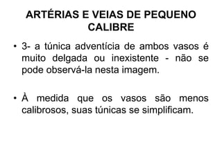 • 3- a túnica adventícia de ambos vasos é
muito delgada ou inexistente - não se
pode observá-la nesta imagem.
• À medida que os vasos são menos
calibrosos, suas túnicas se simplificam.
ARTÉRIAS E VEIAS DE PEQUENO
CALIBRE
 