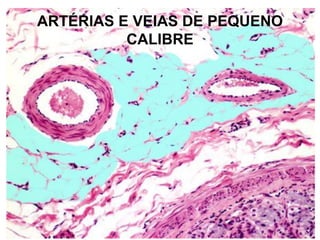 ARTÉRIAS E VEIAS DE PEQUENO
CALIBRE
 