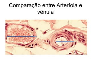 Comparação entre Arteríola e
vênula
 