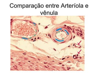 Comparação entre Arteríola e
vênula
 