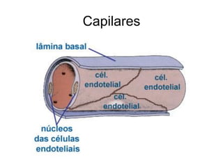 Capilares
 